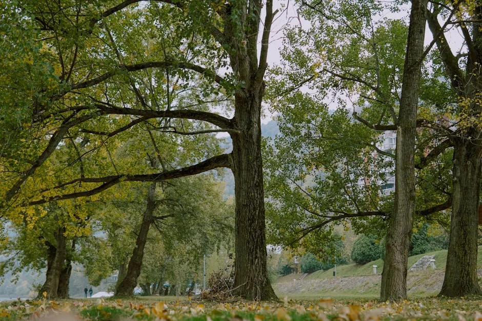 Cele mai vechi arbori din parcurile Bucureștiului: povești și localizare