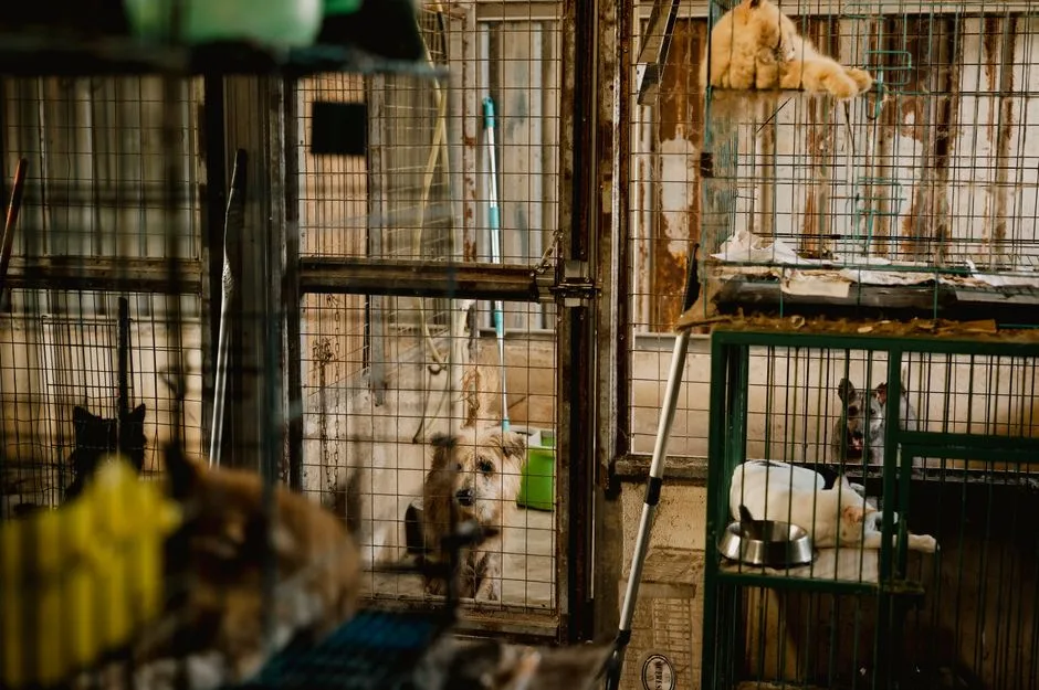Târgul de adopție de animale și produse naturale pentru animaluțe