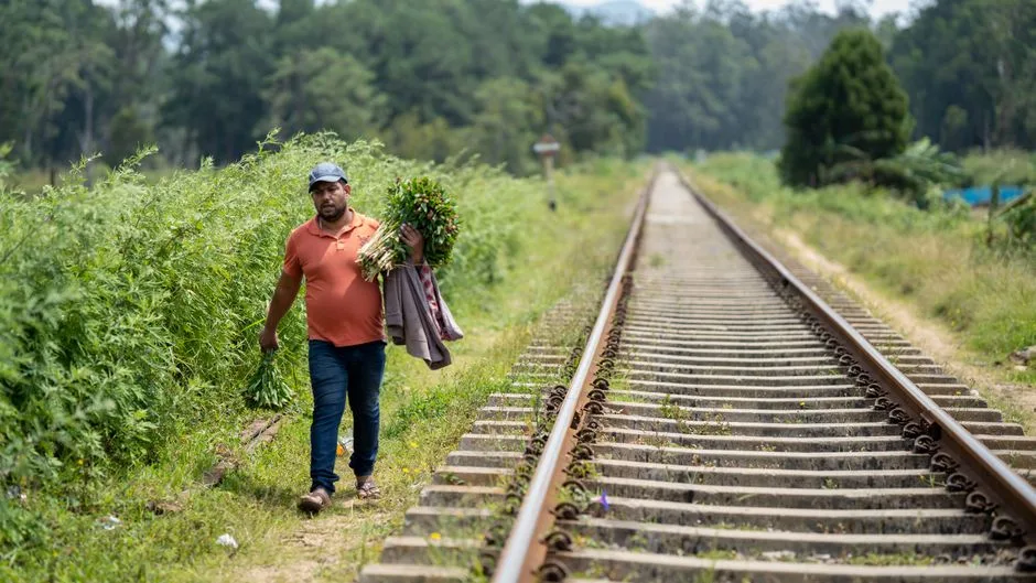 Canabis cultivat ilegal în Bihor: Descoperirea șocantă a poliției