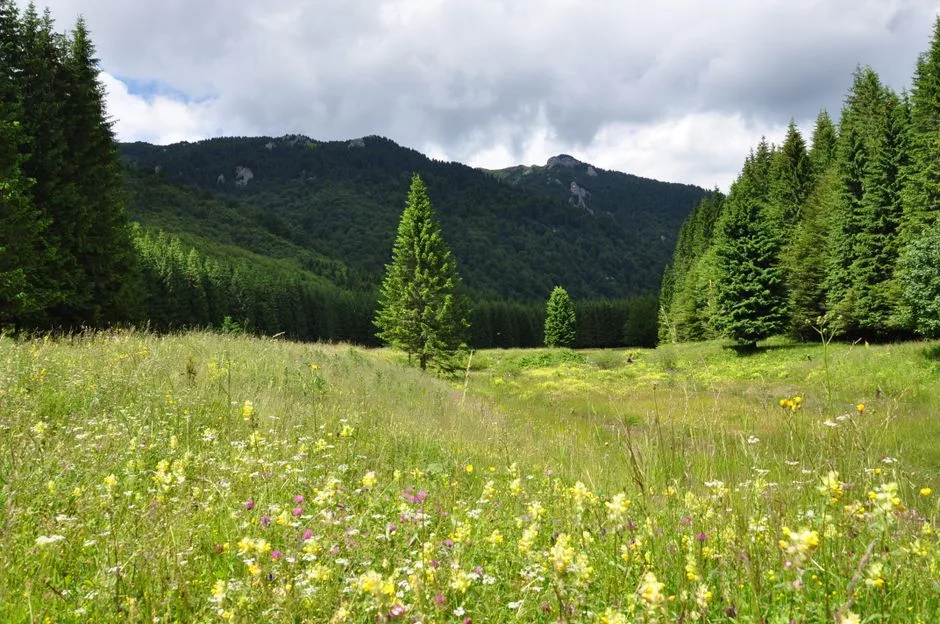 Legea biodiversității a trecut de Senat și urmează să fie semnată de primar