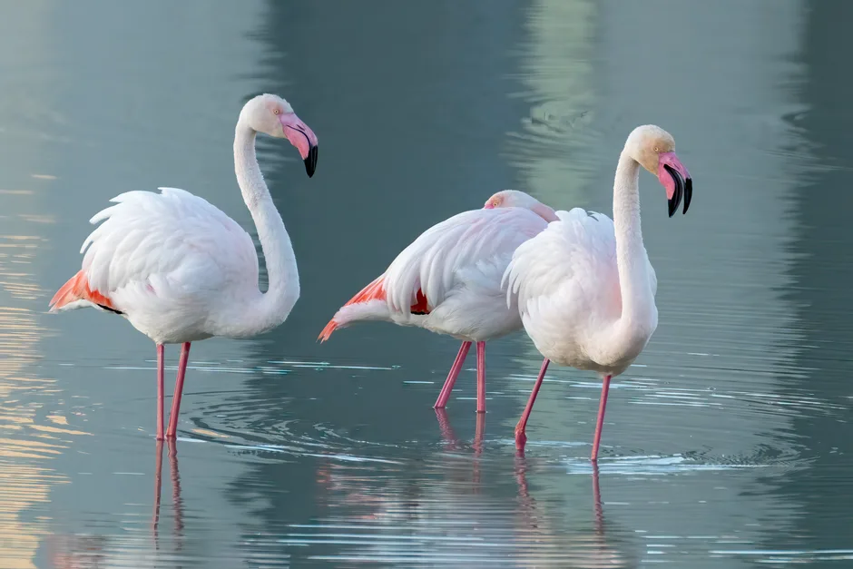 Rachetele ucrainene „Flamingo” atacă vulnerabilitățile programului spațial rus