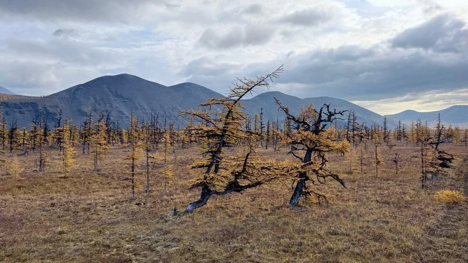Ciuma din Siberia: O provocare sanitară care ar putea zgudui regimul lui Putin
